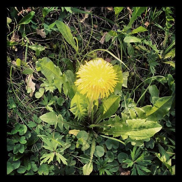 Flowers Still Life Photograph - A Dandelion #pictureoftheday #flower by Patrick Bentz