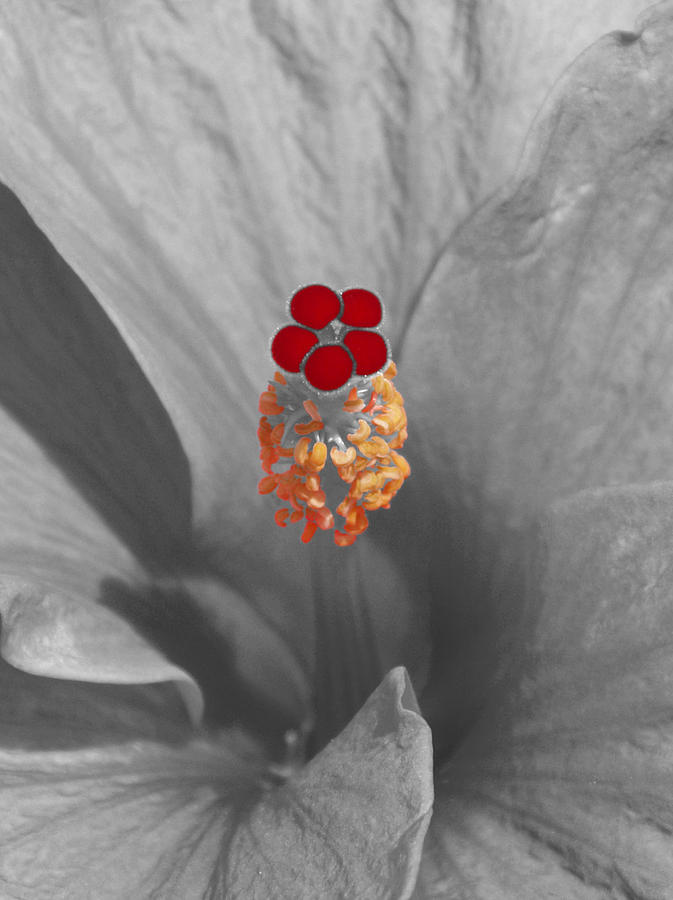A Dash Of Color Hibiscus Photograph by James Granberry