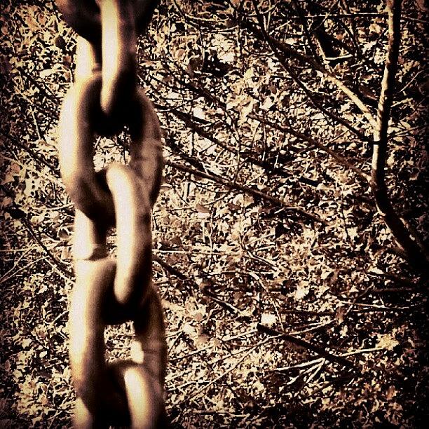 Tree Photograph - A Day At The Park. #chain #trees #tree by Little Images