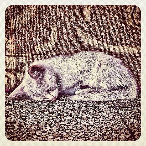 Cat Photograph - A Daydreaming Cat #instagramers by Styledeouf ®