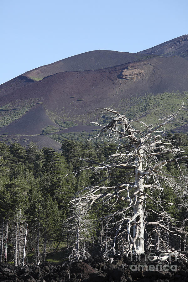 Nature Photograph - A Dead Tree Amongst The Volcanic by Richard Roscoe