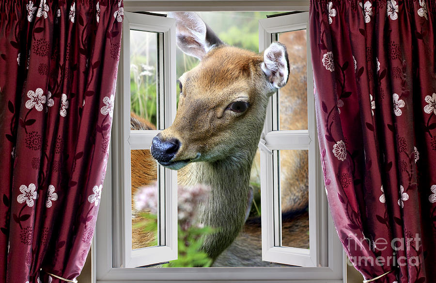 A deer enters the house window. Photograph by Simon Bratt