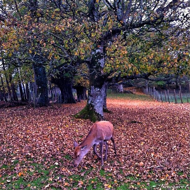 A Deer Grazing In The Fallen Leaves Photograph by Robert Ziegenfuss