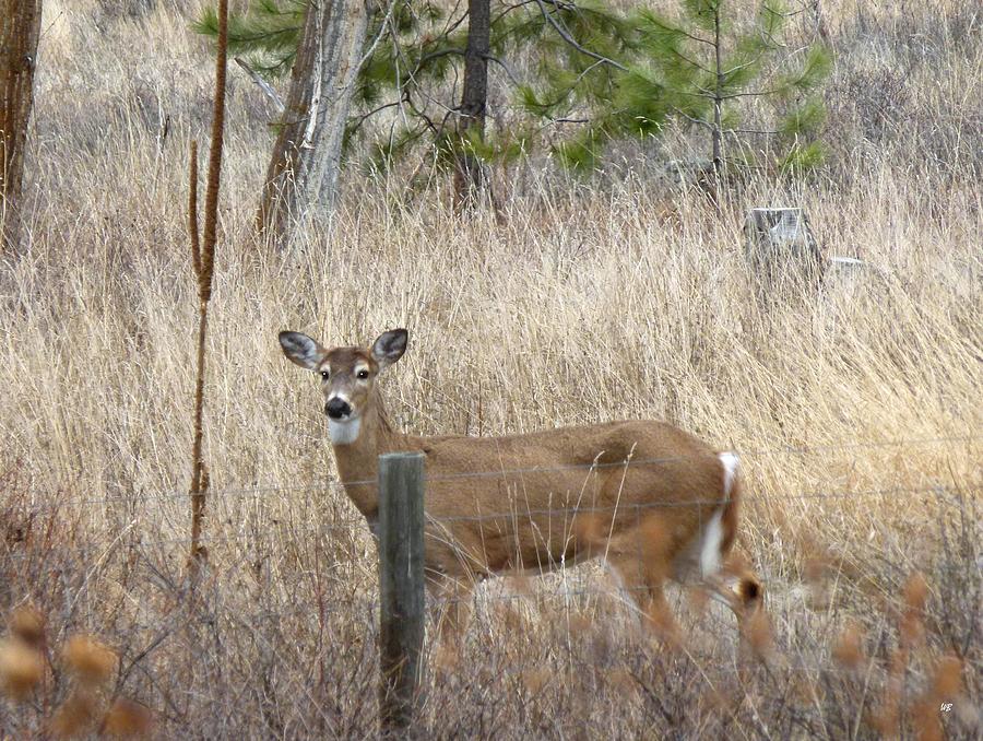 A Deer Neighbor 2 Photograph by Will Borden