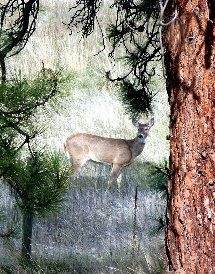 A Deer Neighbor Photograph by Will Borden
