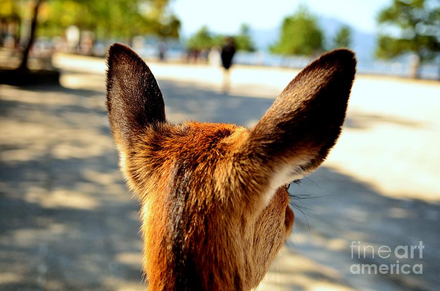 Deer Photograph - A Deers Point of View by Dean Harte