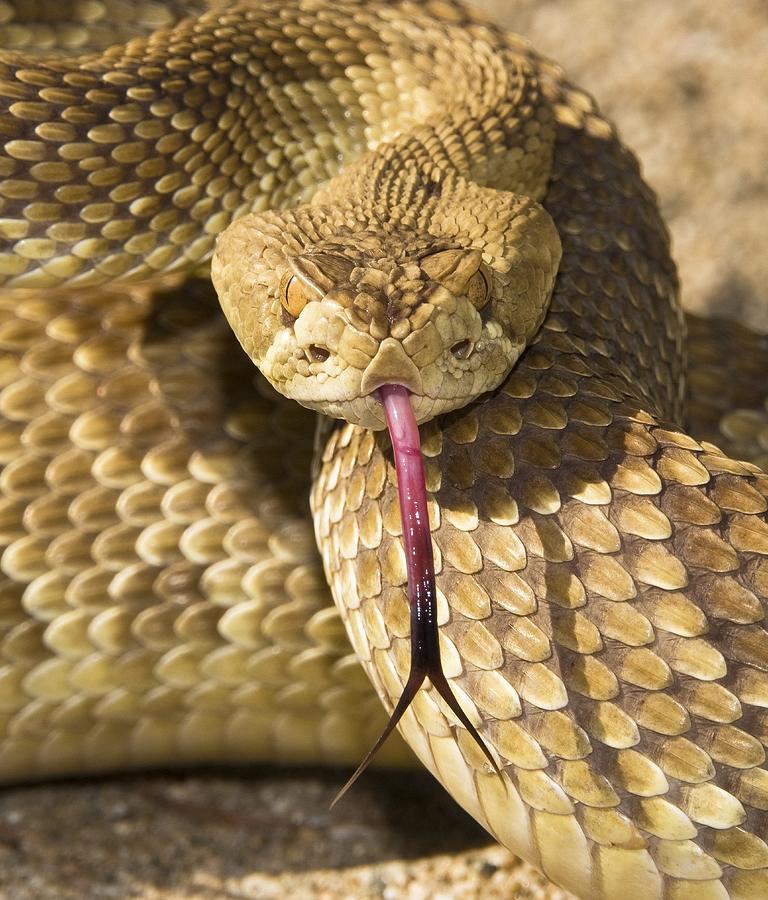 A Defensive Mojave Green Rattlesnake Photograph by Jack ...