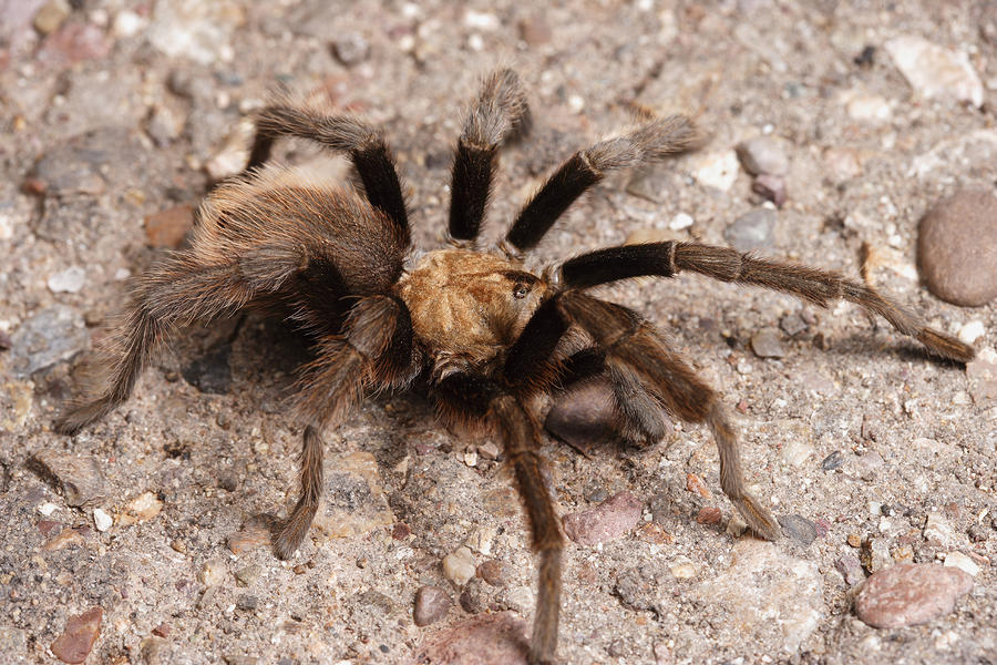 A Desert Tarantula Spider Crawling Photograph By George Grall