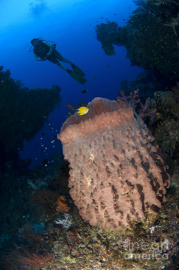 A Diver Looks On At A Giant Barrel Photograph by Steve Jones