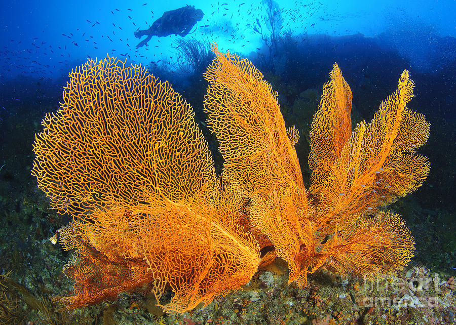 A Diver Looks On At Large Gorgonian Sea Photograph by Steve Jones