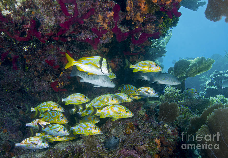 Fish Photograph - A Diversity Of Grunt Fish by Terry Moore