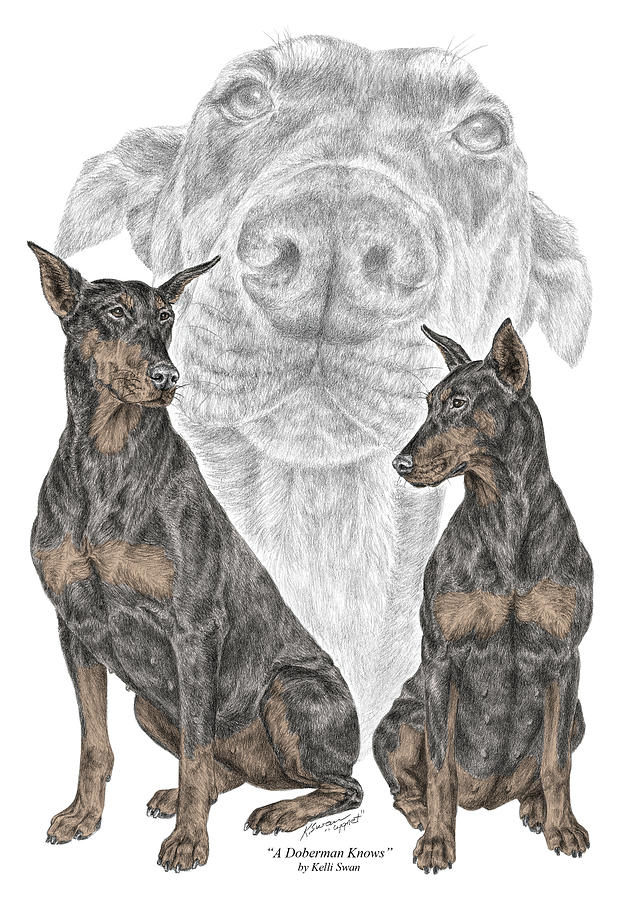 A Doberman Knows - Dobe Pinscher Dog Art Print Drawing by Kelli Swan