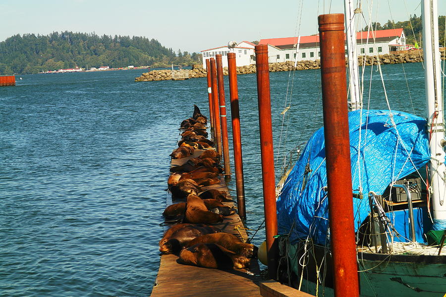 Boat Photograph - A Dock Of Sea Lions by Jeff Swan