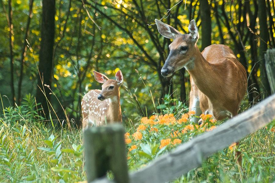 A Doe and her Fawn 8317 Photograph by Michael Peychich
