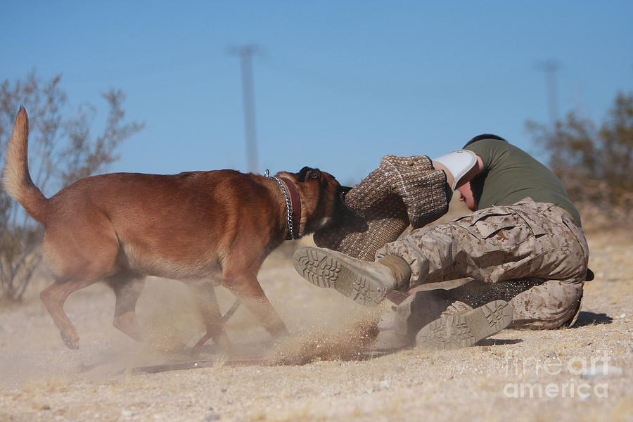 A Dog Handler Works On Take-down Photograph by Stocktrek Images