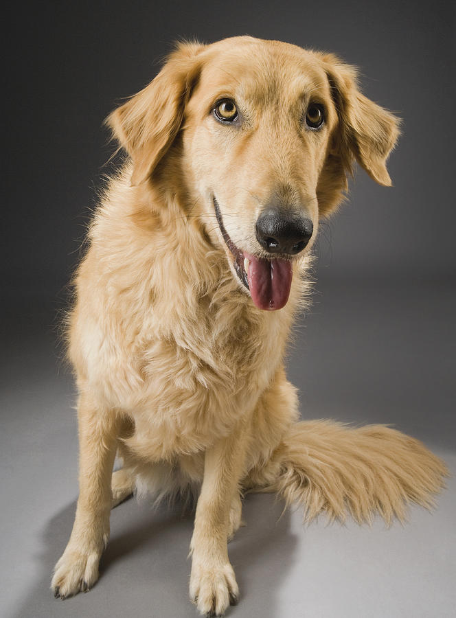 A Dog Sitting With Its Tongue Out Photograph by Gabor Geissler