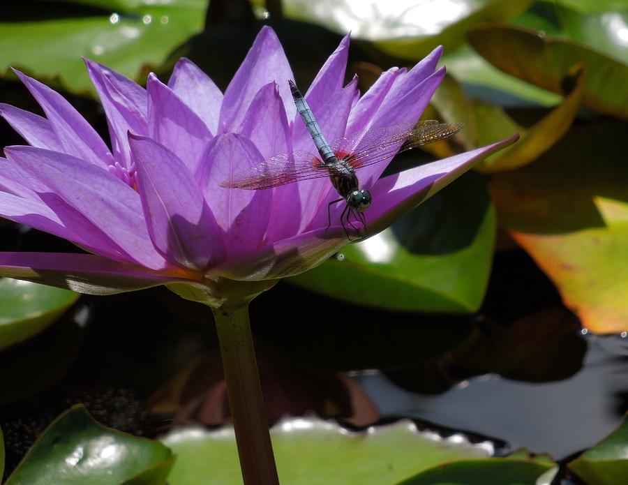 A Dragonfly Guarding His Water Lily Photograph by Chad and Stacey Hall