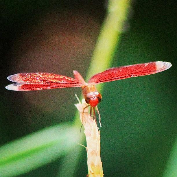 Nature Photograph - A Dragonfly In An Amazing Red Color, By by Ahmed Oujan