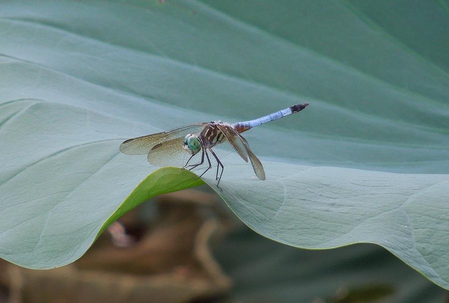 A Dragonfly Resting On A Lily Pad Photograph by Chad and Stacey Hall
