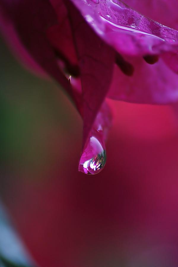 A Drop Of Deep Pink Photograph by Louise Mingua