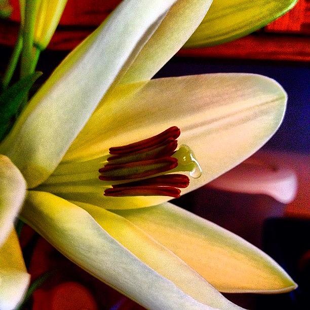 Flower Photograph - A Drop Of Nectar #keekthegeek #flower by Ke-Ke Sayers