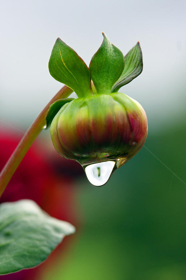A Drop So Sweet Photograph by Marie Jamieson