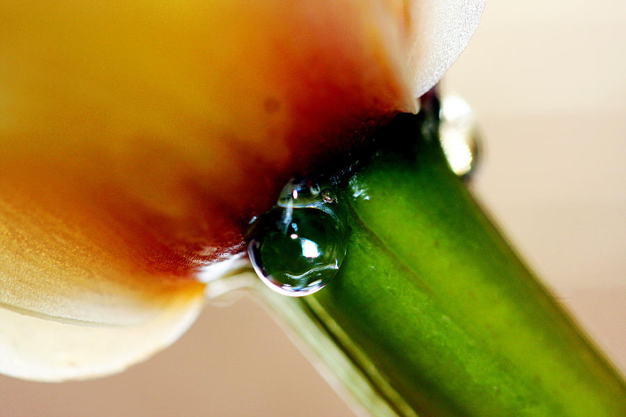 A Droplet Clings Photograph by Marie Jamieson