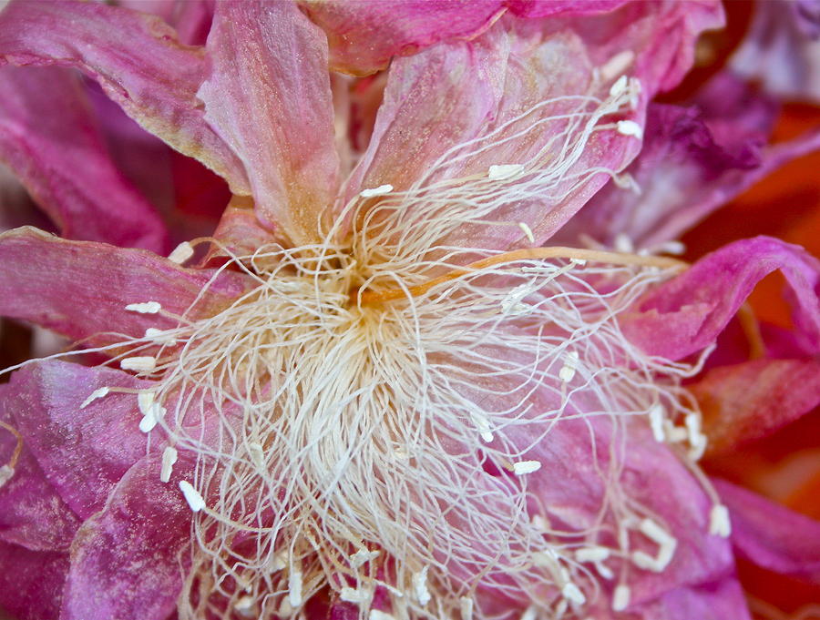 Flower Photograph - A Dry Beauty by Ruth Edward Anderson