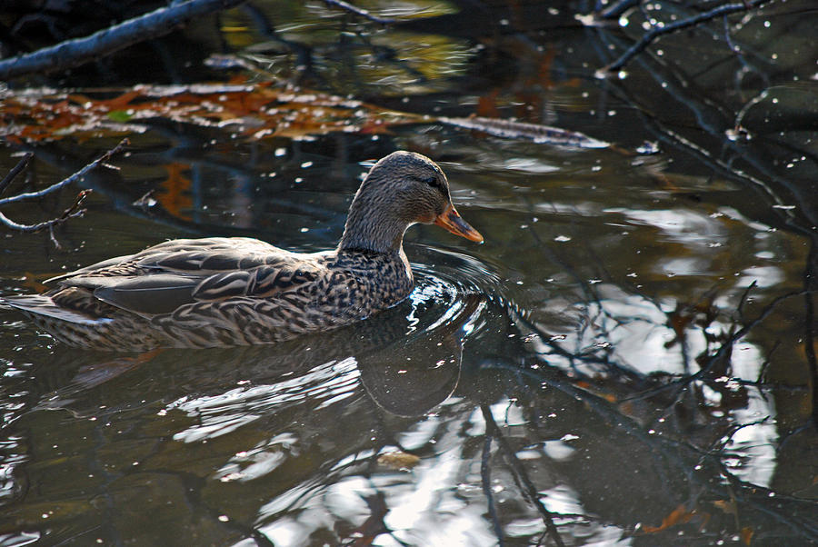 A Duck to Water Photograph by Michelle Cruz - Fine Art America