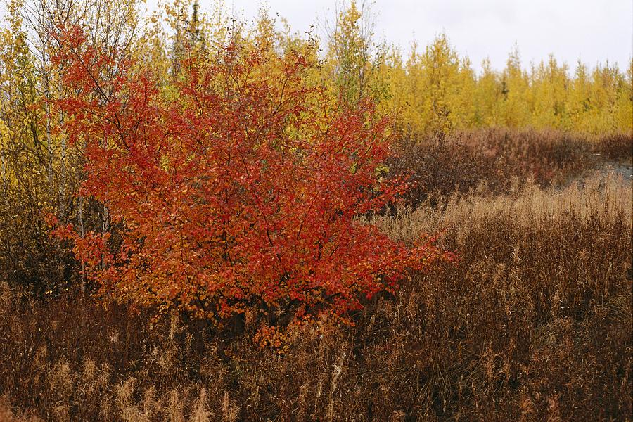 A Dwarf Birch Tree Shows Its Autumn Photograph by Raymond Gehman