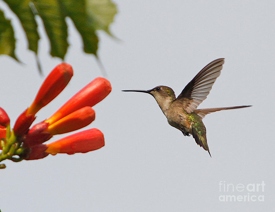 Hummingbird Photograph - A eye for sweets by Robert Pearson
