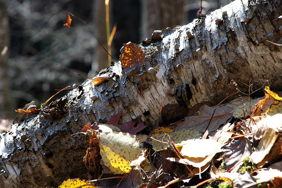 A Fallen Birch Still Claims Its Beauty Photograph by Janice Adomeit