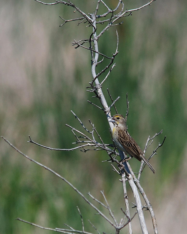 A Female Dickcissel Photograph by Janice Adomeit