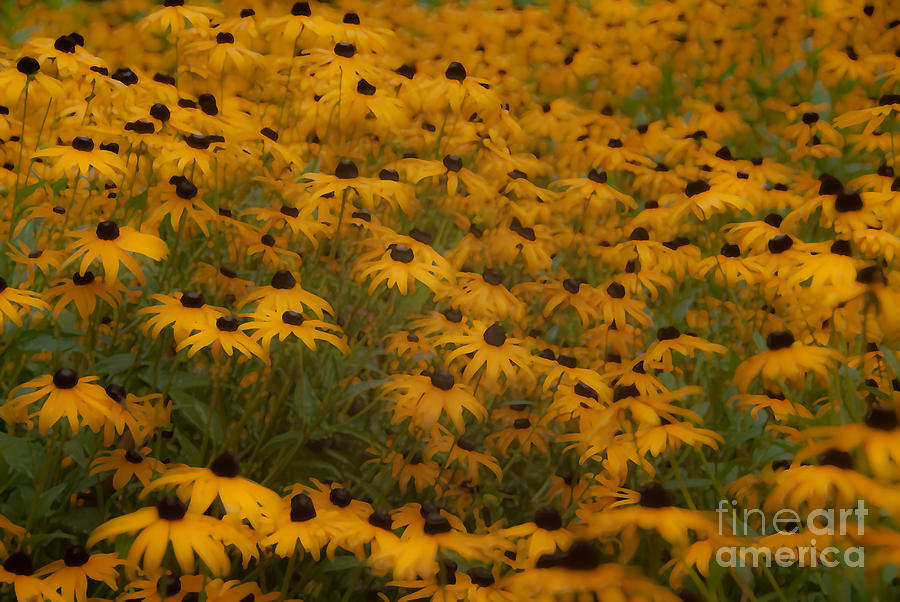Flower Photograph - A Field Full Of Flowers by Michael Rucci Flower Photograph - A Field Full Of Flowers by Michael Rucci