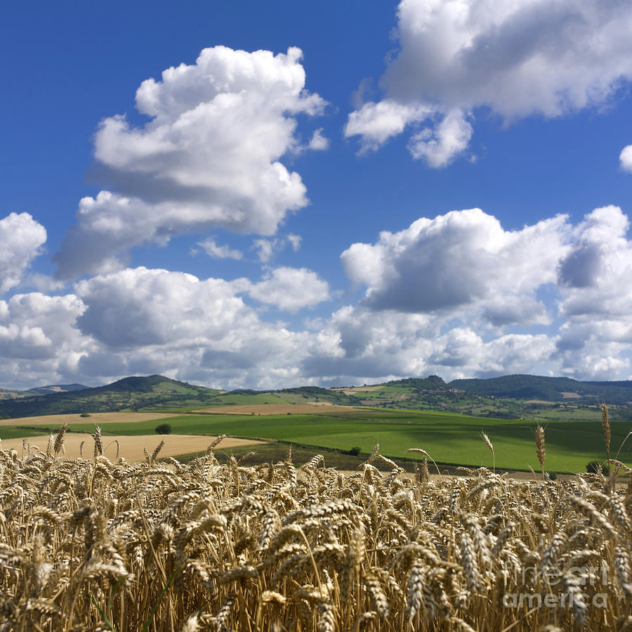 Space Photograph - A field of barley . Auvergne. France by Bernard Jaubert