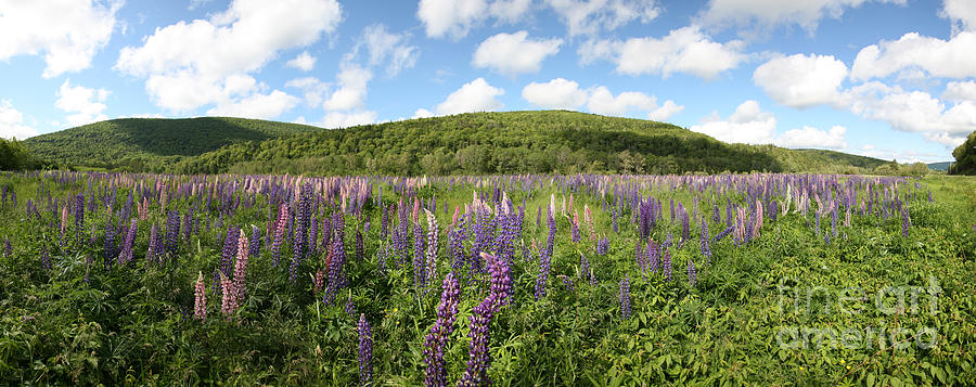 A Field Of Lupines Photograph by Ted Kinsman