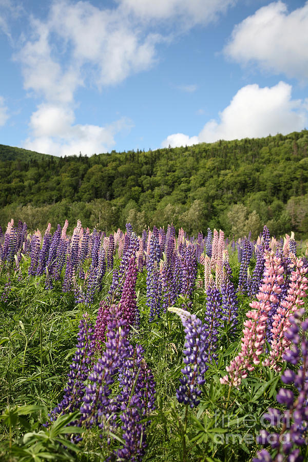 A Field Of Lupins Photograph by Ted Kinsman