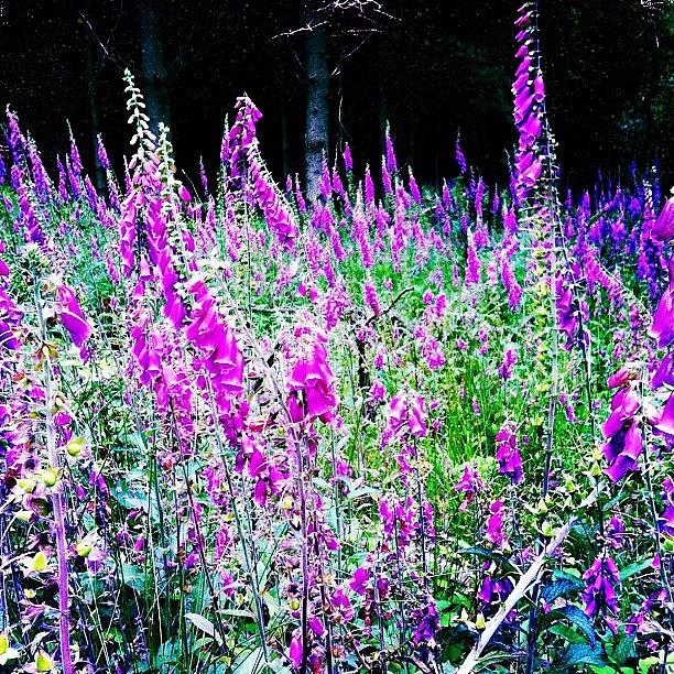 Flower Photograph - A #field Of #purple #iguk #jj_gang #jj by Daniela Leach