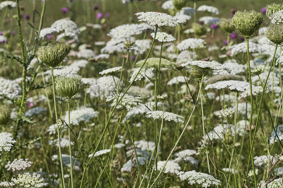 A Field of Queen Annes Lace Photograph by Kathy Clark