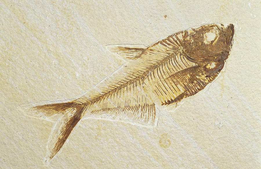 A Fish Fossil, Diplomystus Dentatus Photograph By Jason Edwards