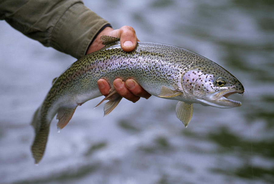 A Fisherman Holding A Rainbow Trout Photograph by Michael Melford