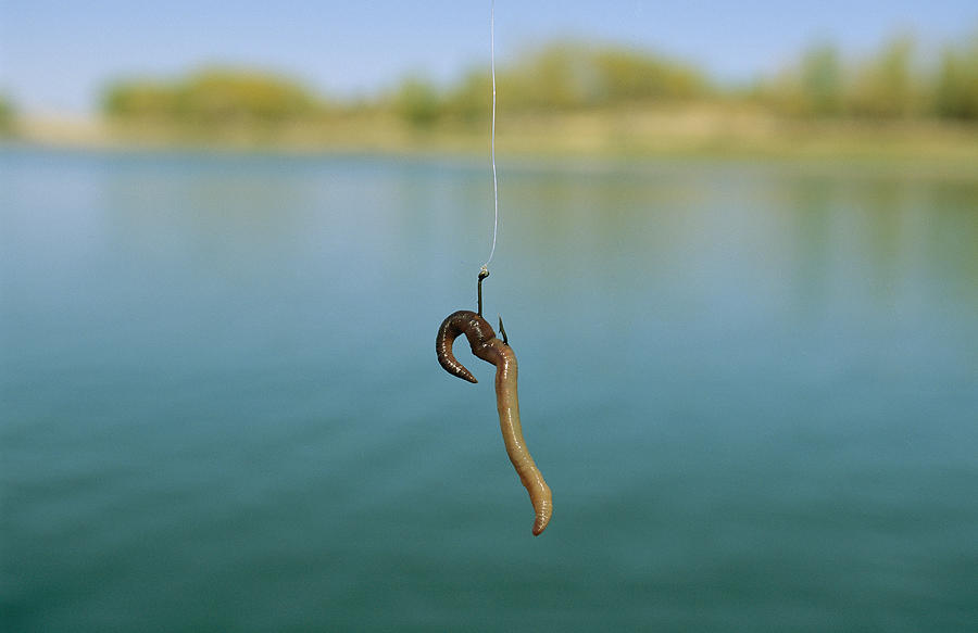 A Fishing Hook Baited With An Earthworm Photograph by Joel