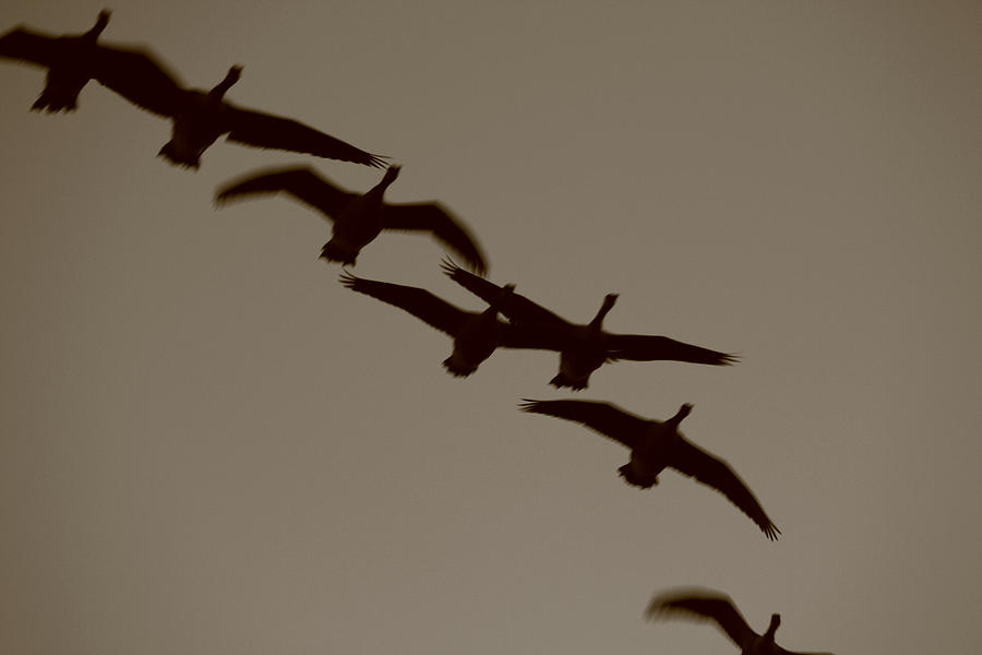 A flock of Geese Photograph by Ulrich Kunst And Bettina Scheidulin