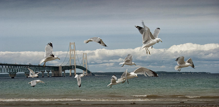 A Flock of Gulls by the Straits of Mackinac Photograph by Randall Nyhof