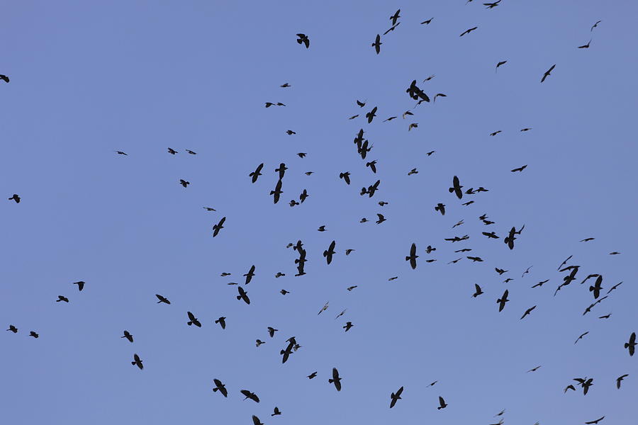 A flock of Jackdaws Photograph by Ulrich Kunst And Bettina Scheidulin ...