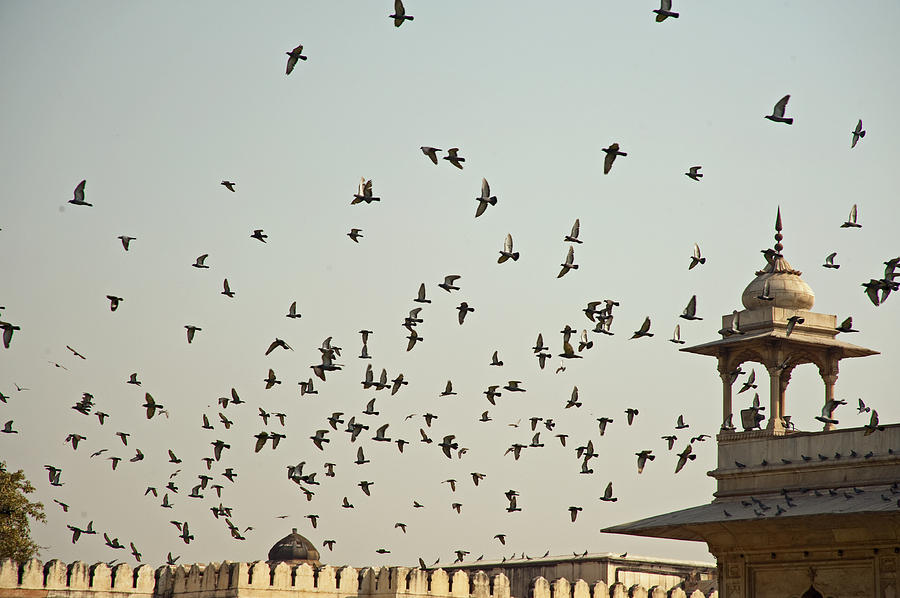 A flock of pigeons crowding one of the structures on top of the Red Fort Photograph by Ashish Agarwal