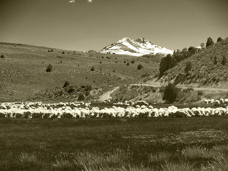 Sheep Photograph - A Flock of Sheep 3 by Philip Tolok