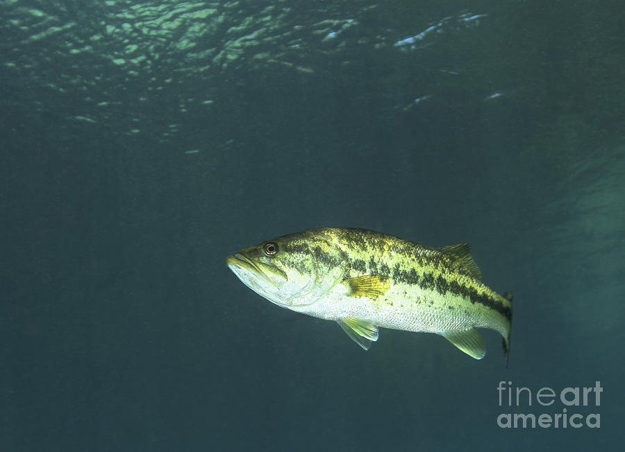 Fish Photograph - A Florida Largemouth Bass In The Clear by Terry Moore