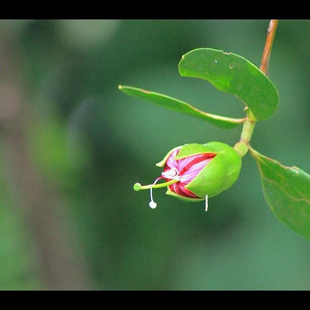 Nature Photograph - A Flower In The Process Of Blooming In by Ahmed Oujan