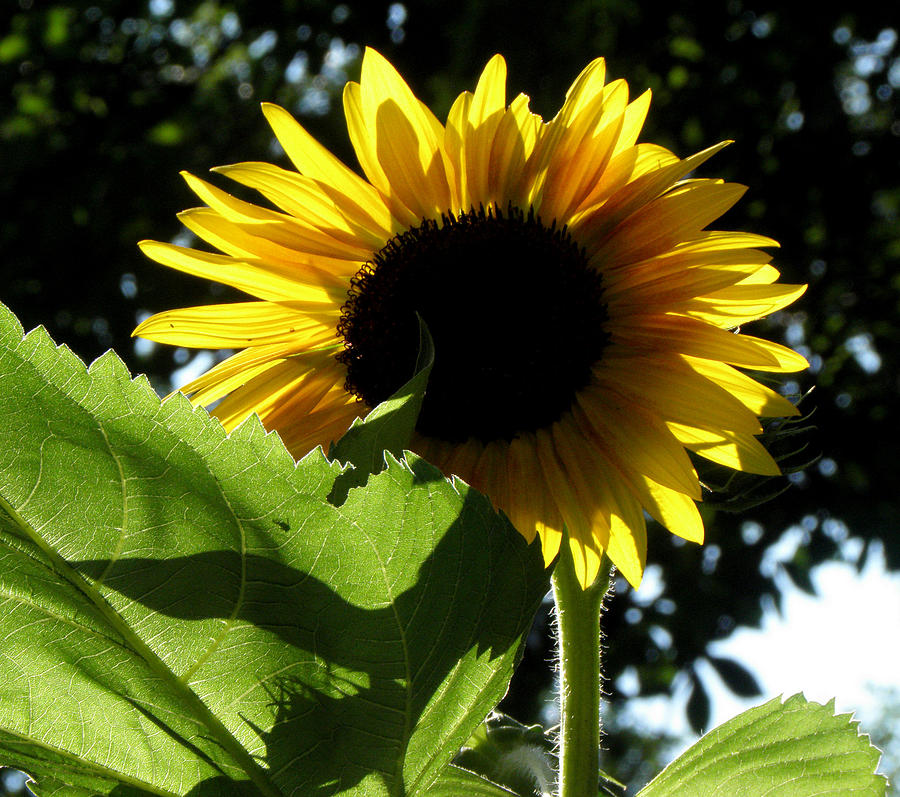 A Flower Of The Sun Photograph by Kim Galluzzo